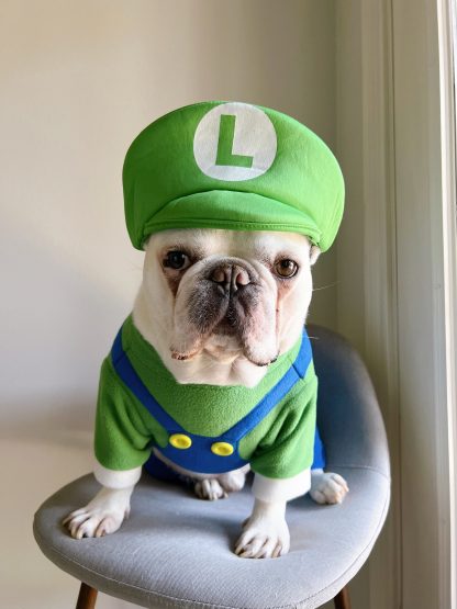 Pet cute onesies