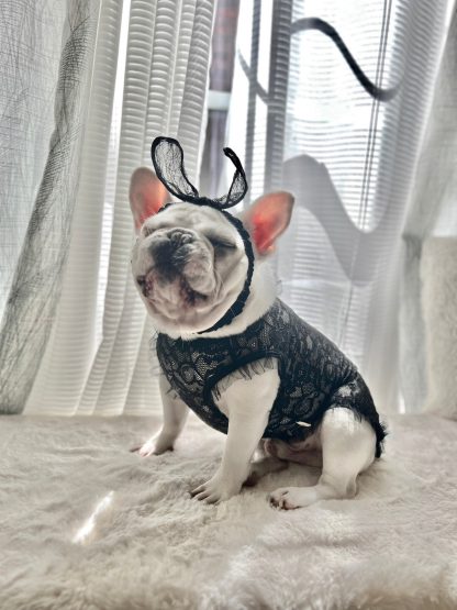Playboy Bunny Pet Costume - Image 5