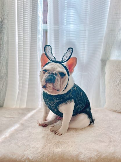 Playboy Bunny Pet Costume - Image 4