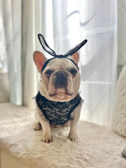 Playboy Bunny Pet Costume - Image 3