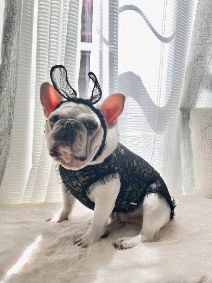 Playboy Bunny Pet Costume