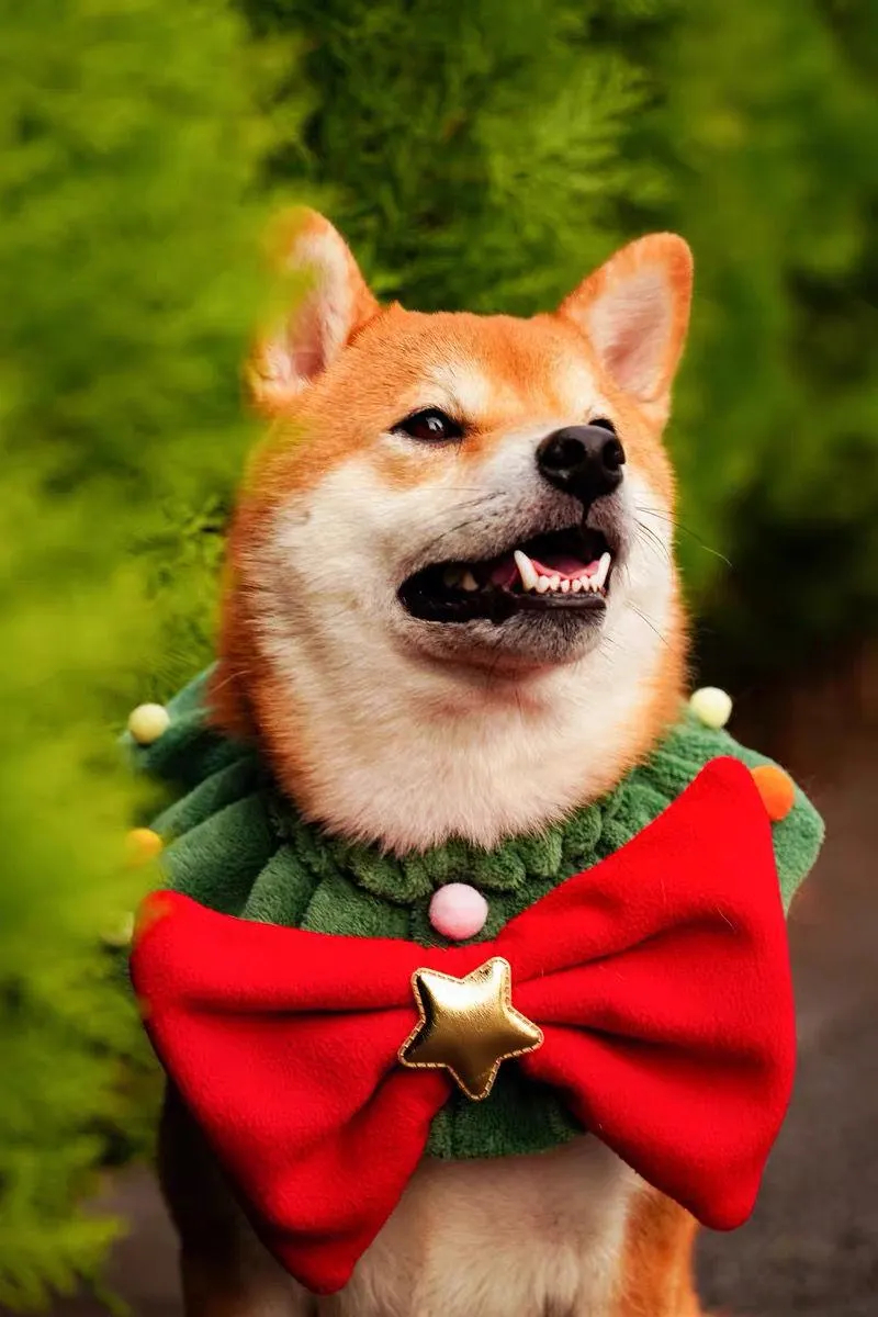 Christmas Limited Edition Shiba Inu Fleece Collar - Image 5