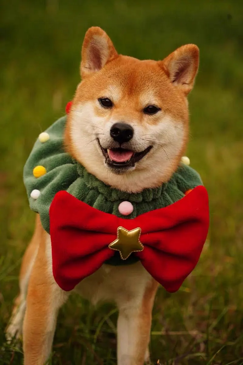 Christmas Limited Edition Shiba Inu Fleece Collar