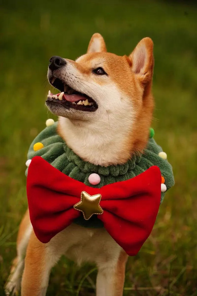 Christmas Limited Edition Shiba Inu Fleece Collar - Image 3