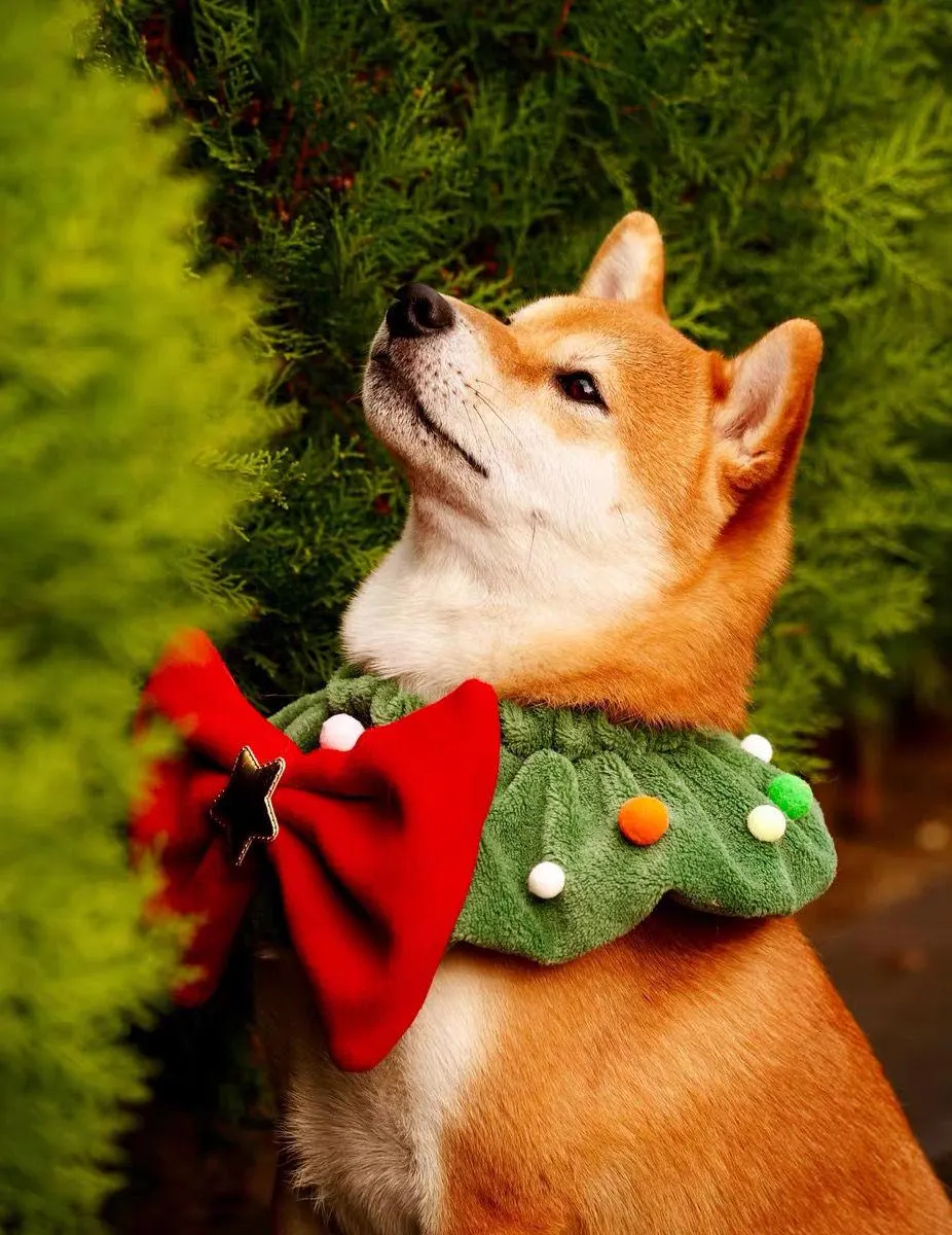 Christmas Limited Edition Shiba Inu Fleece Collar - Image 2