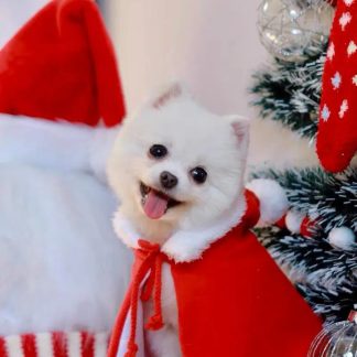Christmas Little Knight Pet Red Cloak
