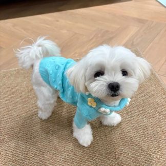 Cute Blue Knitted Puppy Sweater