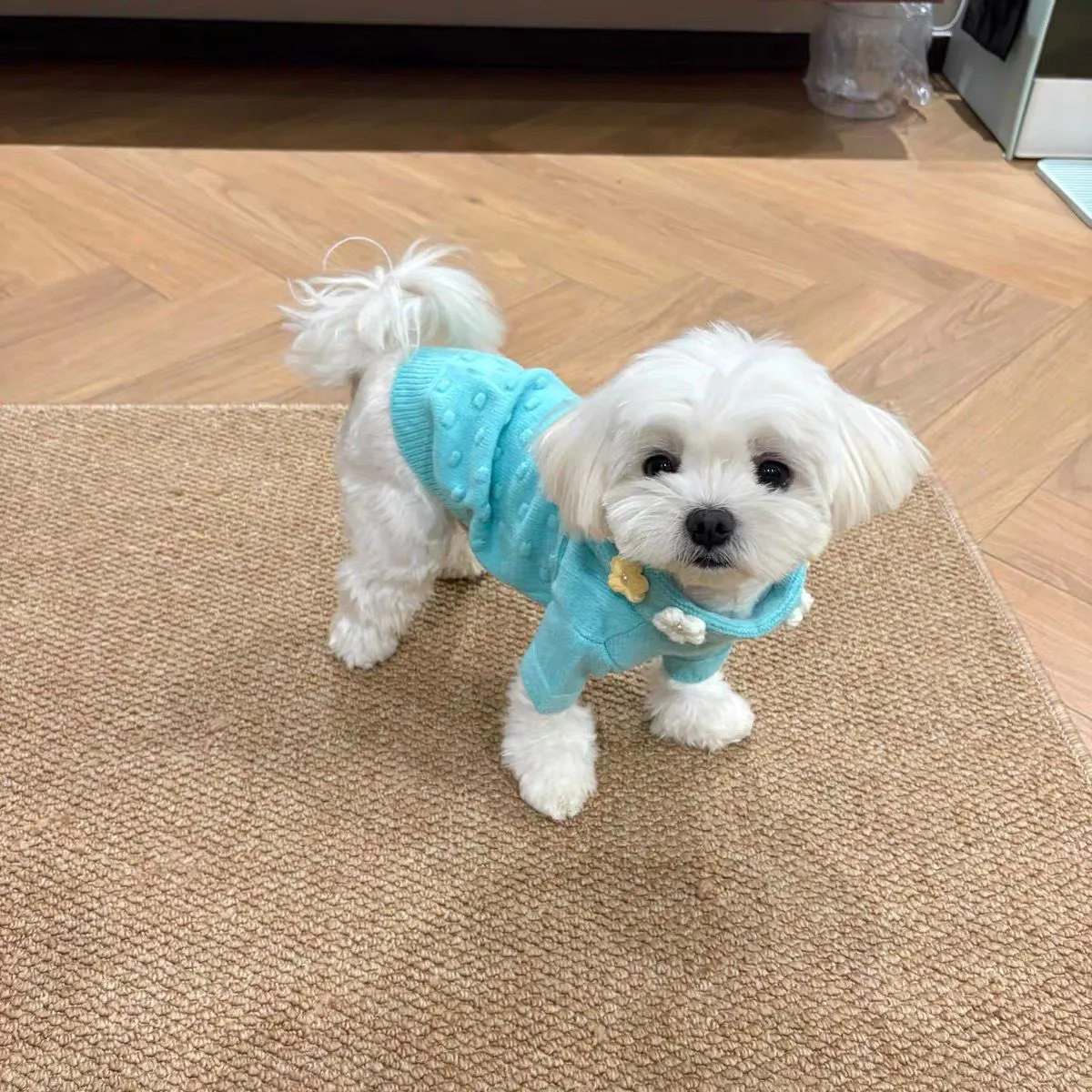 Cute Blue Knitted Puppy Sweater - Image 3