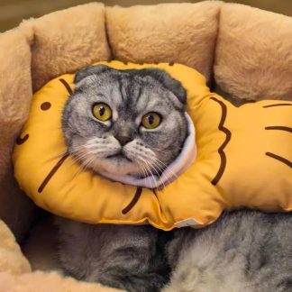 Cute kitten-shaped scarf