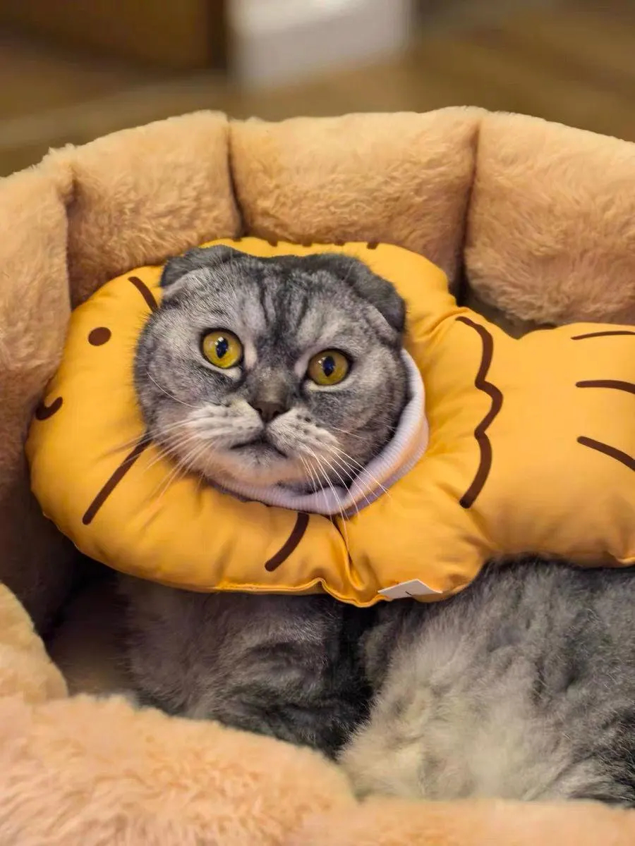 Cute kitten-shaped scarf