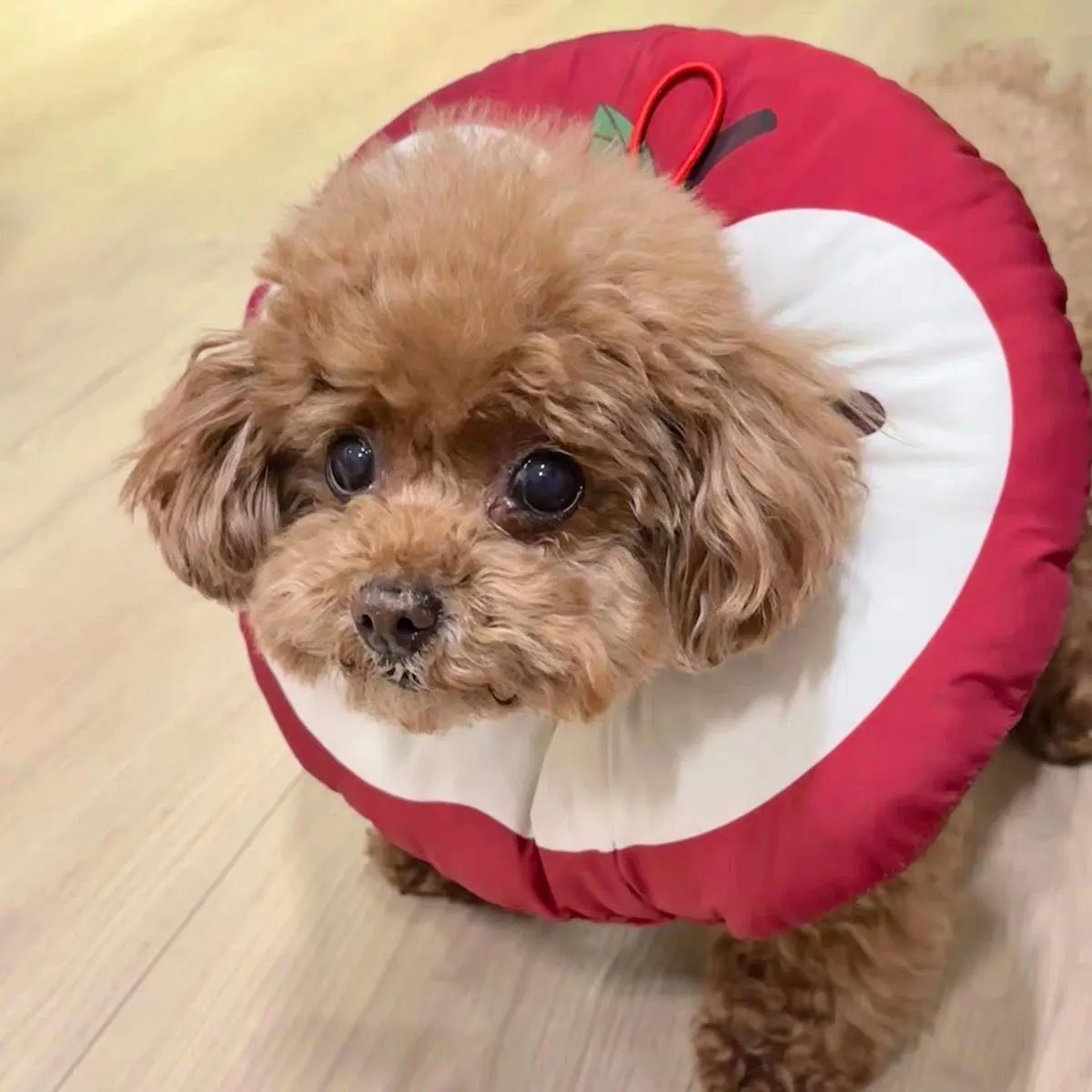 Retro Donut Teddy Bear Scarf - Image 5