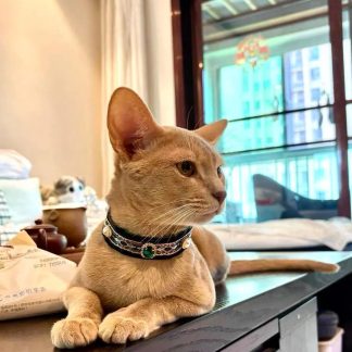 Retro court style cat aristocratic collar