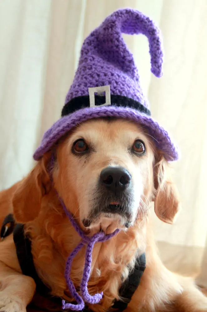 Purple Crochet Witch Hat for Dogs