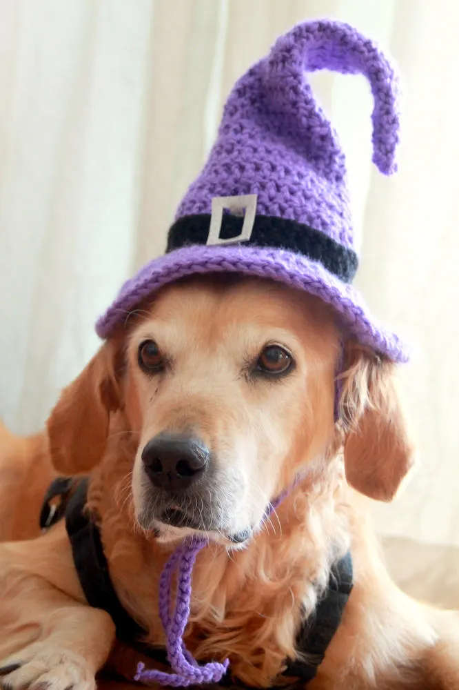 Purple Crochet Witch Hat for Dogs - Image 2